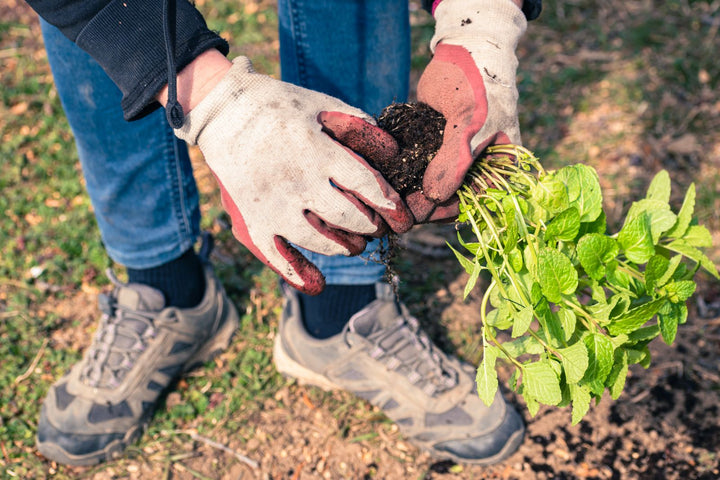 How KayaSuddhi Sources & Tests Its Herbs (Farm-to-Bottle)