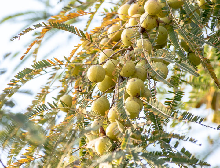 Triphala for Weight Loss: Benefits, Dosage & the Evidence
