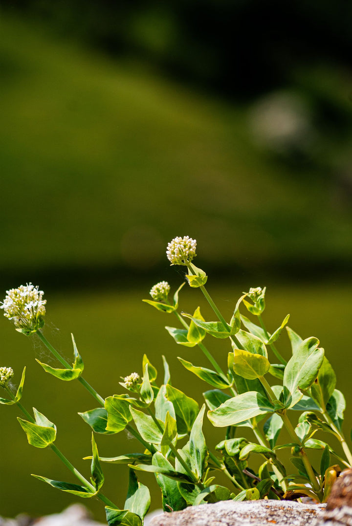 Jatamansi for Sleep: Research-Backed Dosage Guide