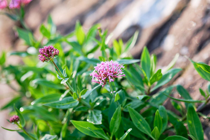Tagar (Indian Valerian) for Sleep: Evidence, Dose, Safety