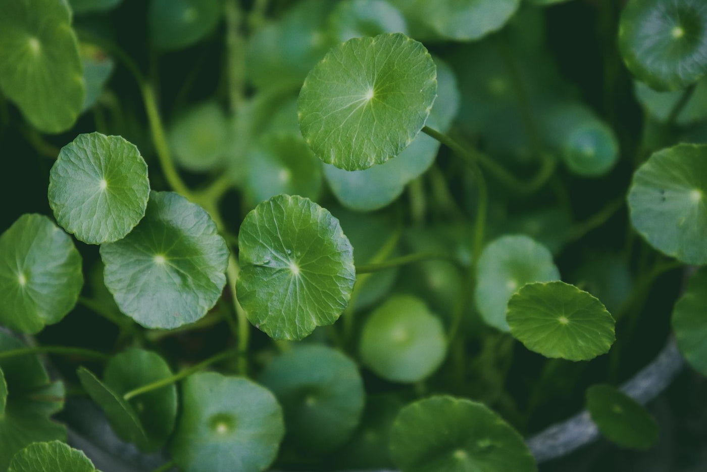 Brahmi for Hair: Benefits, Evidence and How to Use