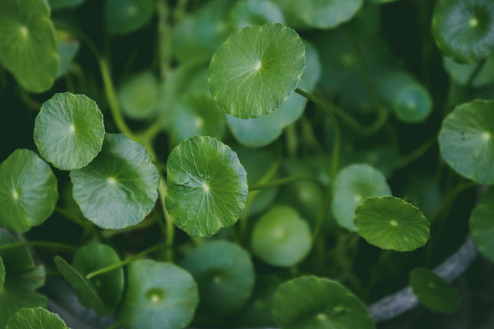 Brahmi for Hair: Benefits, Evidence and How to Use