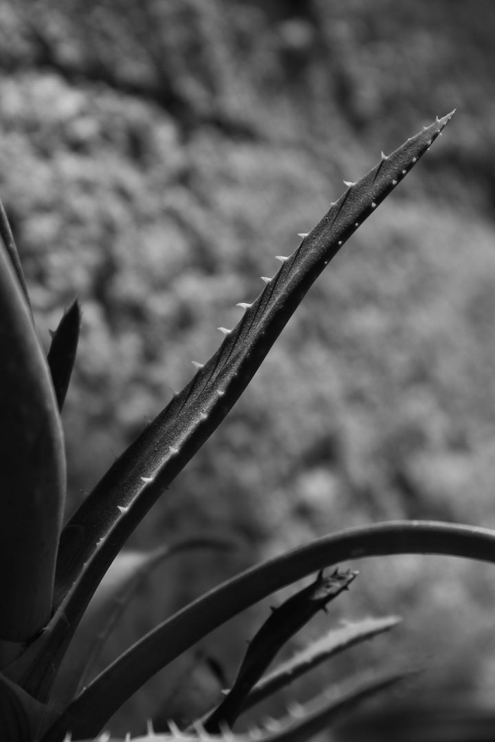 Aloe Vera for Skin & Hair: What Kumari Really Does