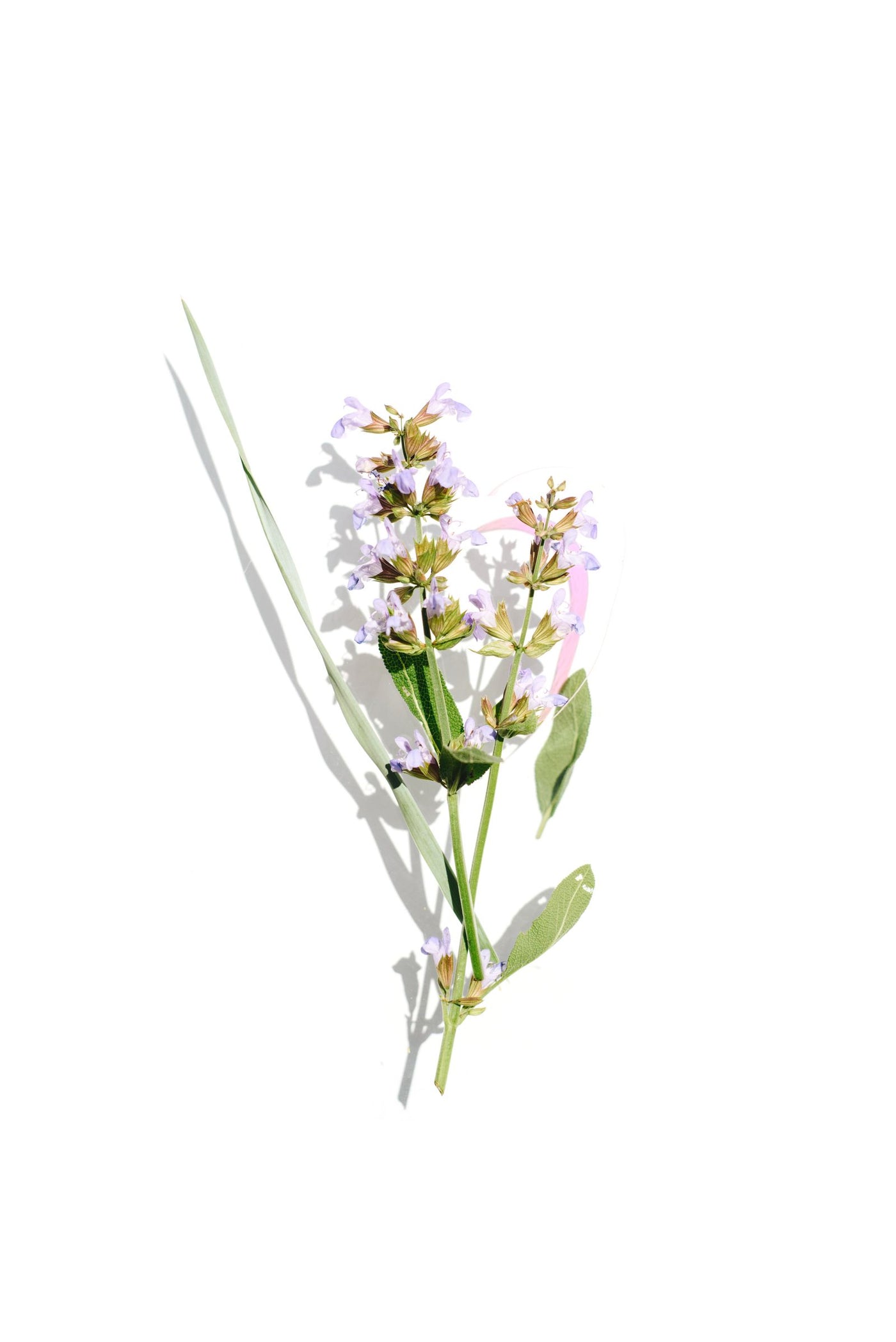 Bakuchiol vs Retinol for Indian Skin: A Side-by-Side