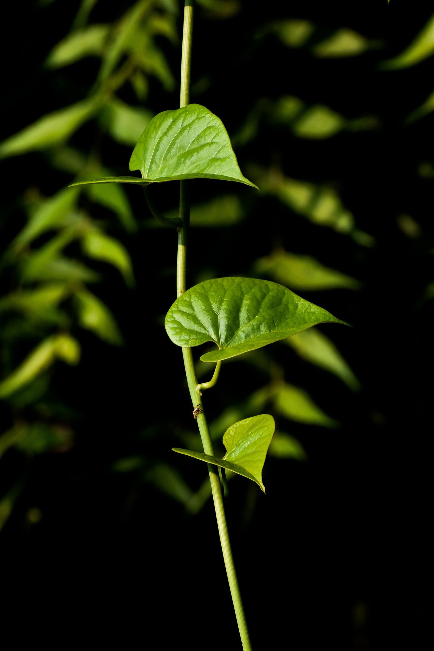 Giloy (Guduchi) Benefits, Uses, Dosage and Side Effects