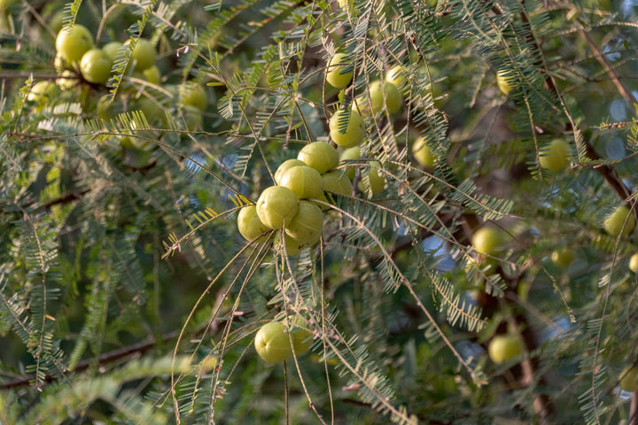 Amla Benefits and the Right Way to Eat It Every Day