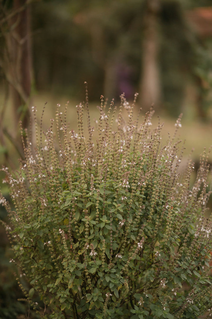 Can You Drink Tulsi Daily? Benefits, Safety & How-To