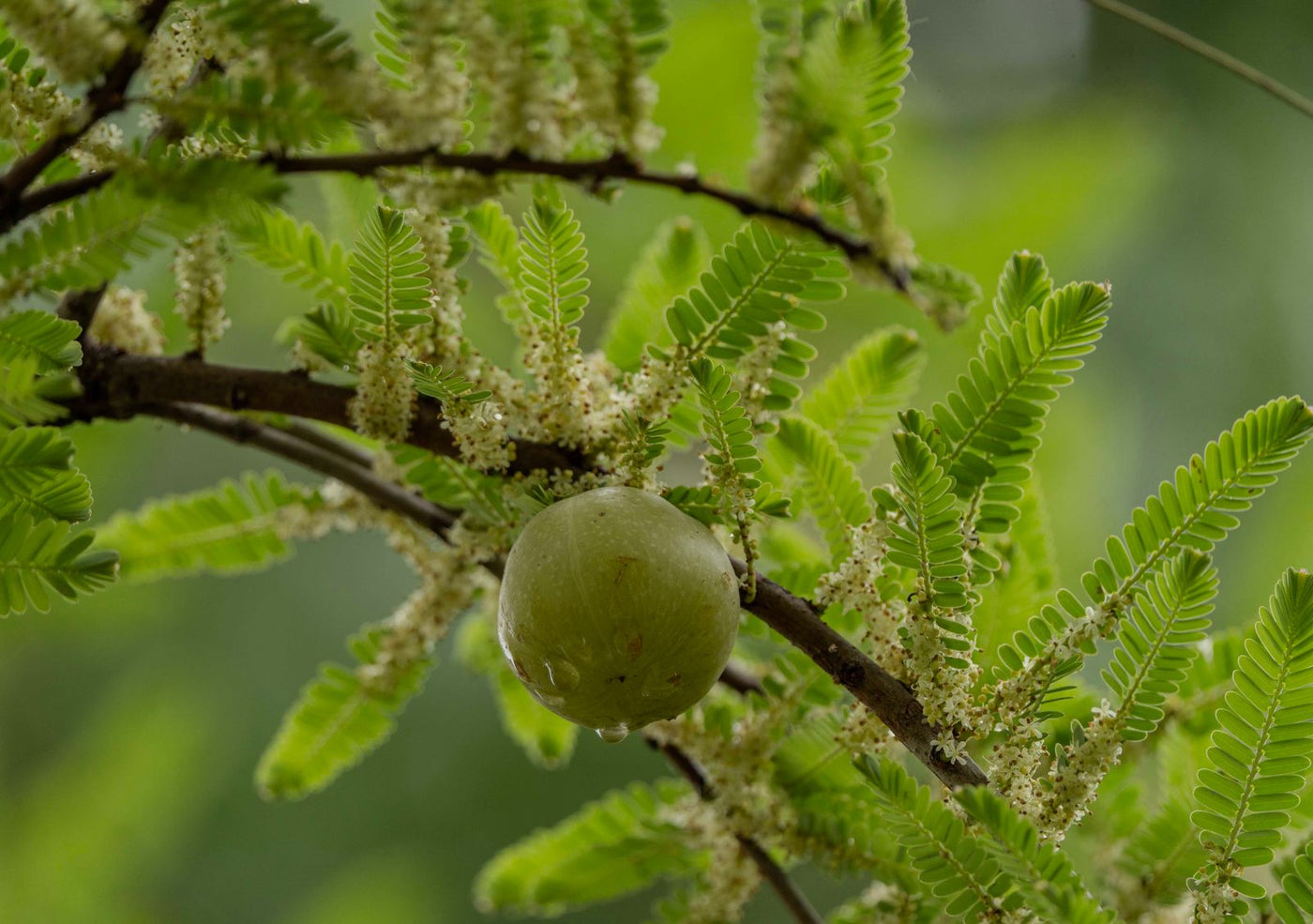 How to Use Triphala Churna: Dose, Timing & Forms