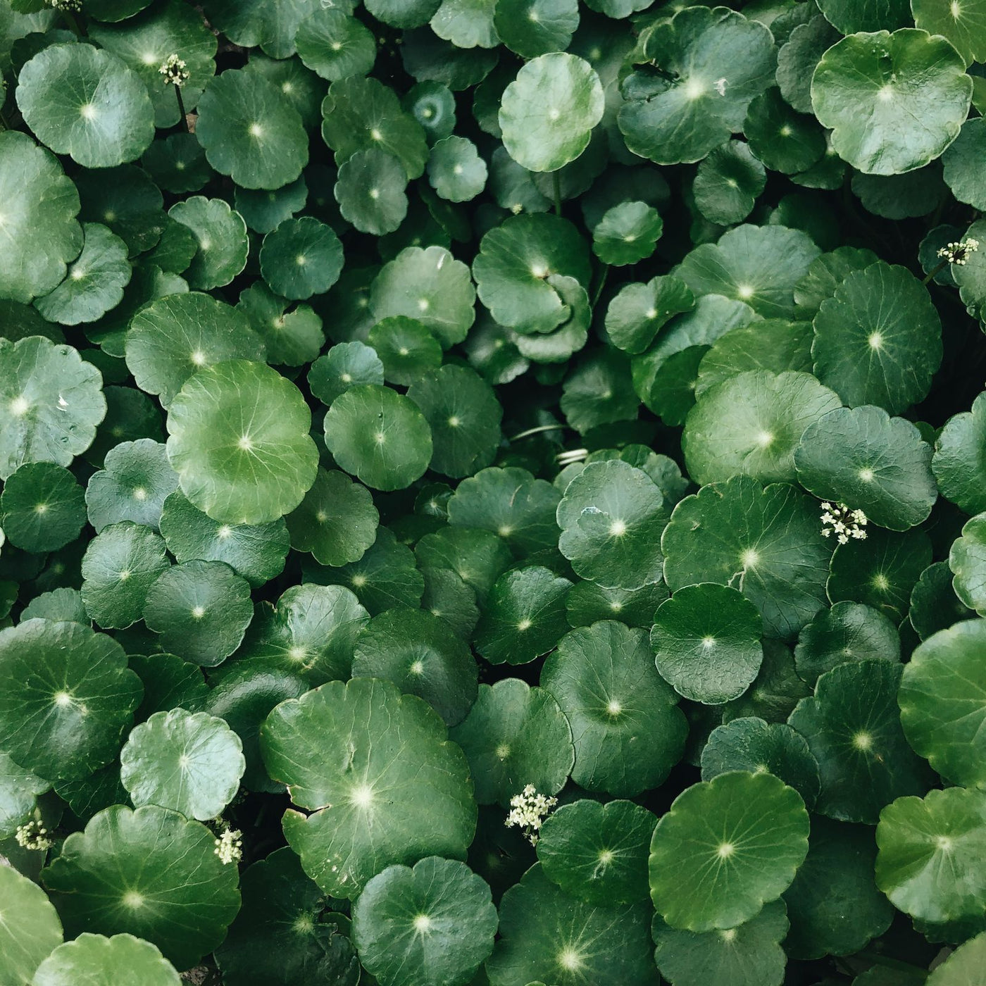 Gotu Kola (Mandukaparni) Benefits: What the Evidence Shows