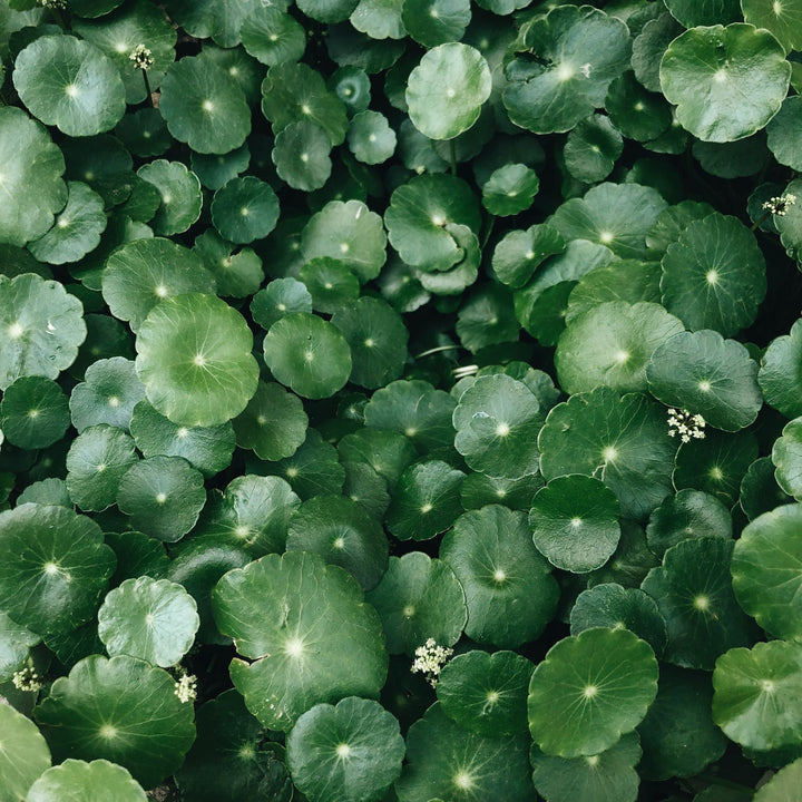 Gotu Kola (Mandukaparni) Benefits: What the Evidence Shows