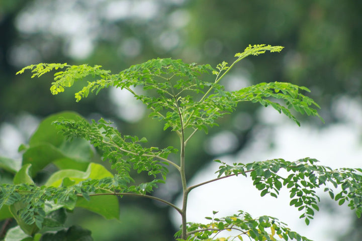 Moringa for Digestion and Metabolism: What's Proven