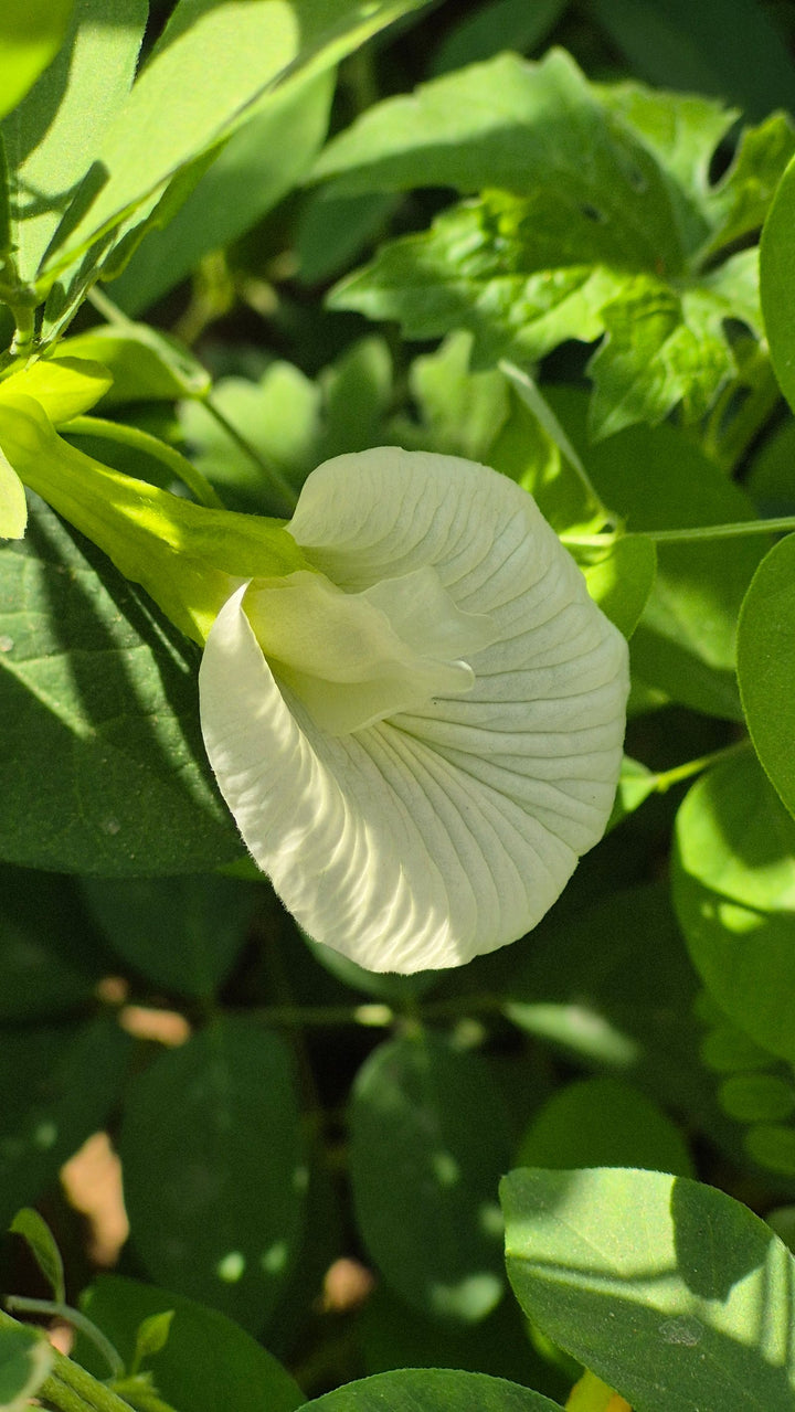 Shankhpushpi for Memory & Focus: What the Evidence Shows