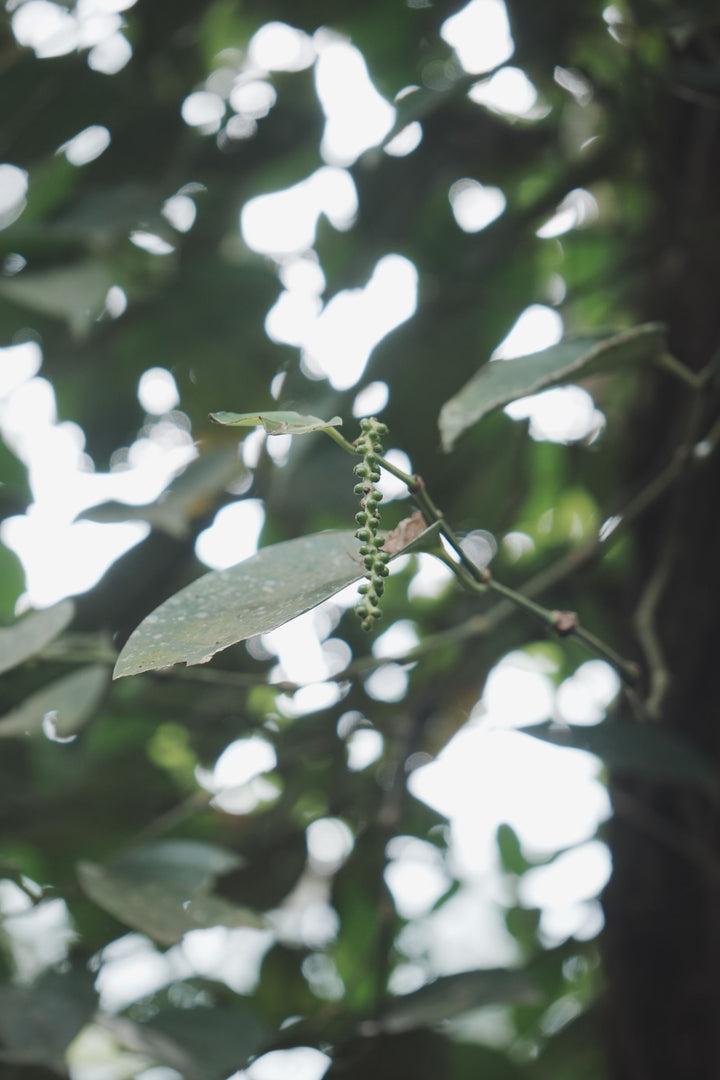 Pippali Benefits: Long Pepper & Trikatu for Digestion