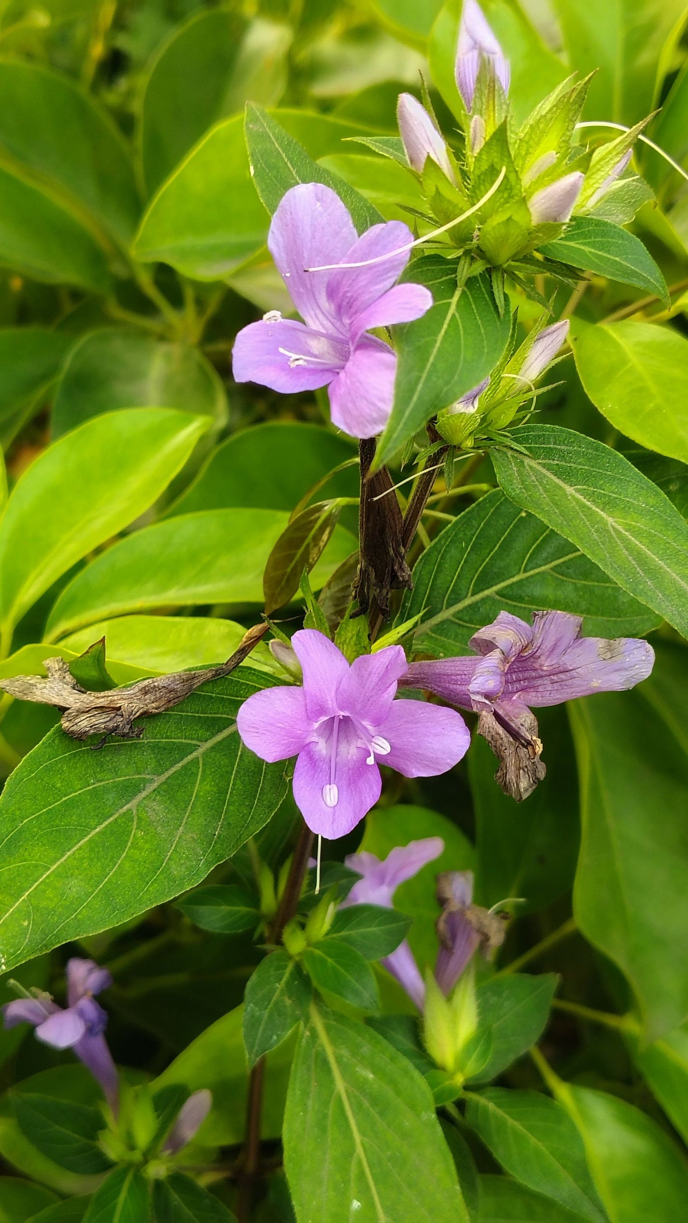 Punarnava Benefits for Kidney & Fluid Balance: Evidence