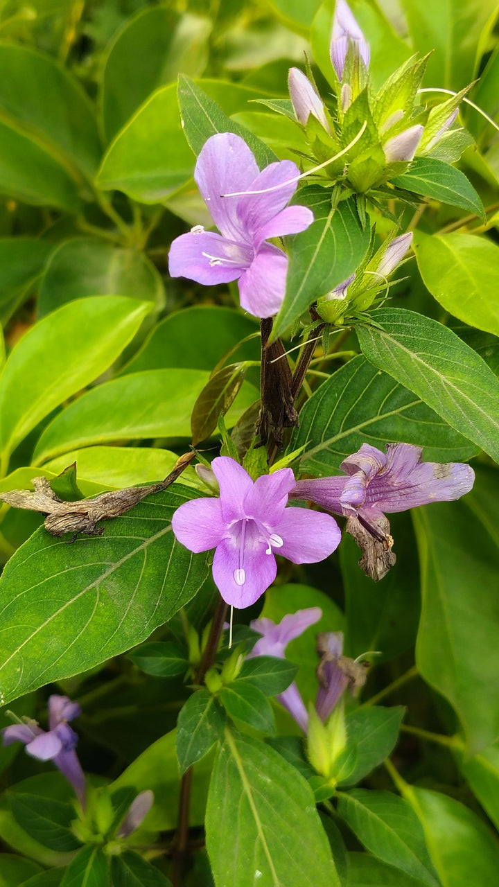 Punarnava Benefits for Kidney & Fluid Balance: Evidence