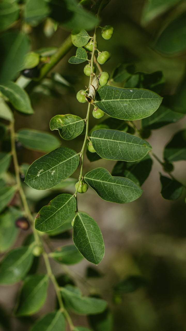 Shallaki (Boswellia serrata) for Joint Pain: Evidence & Dosage