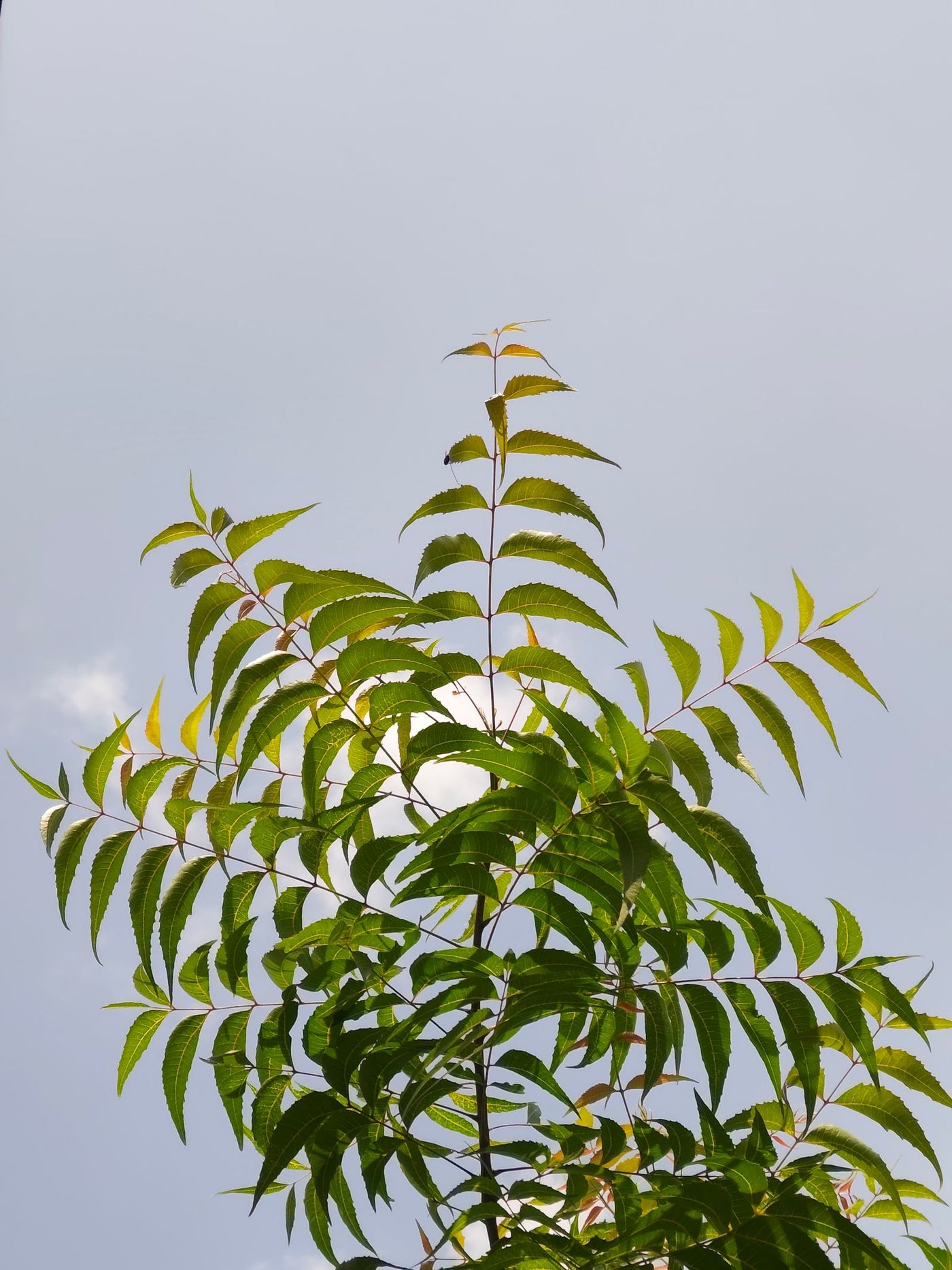Neem for Acne: How to Use It the Right Way