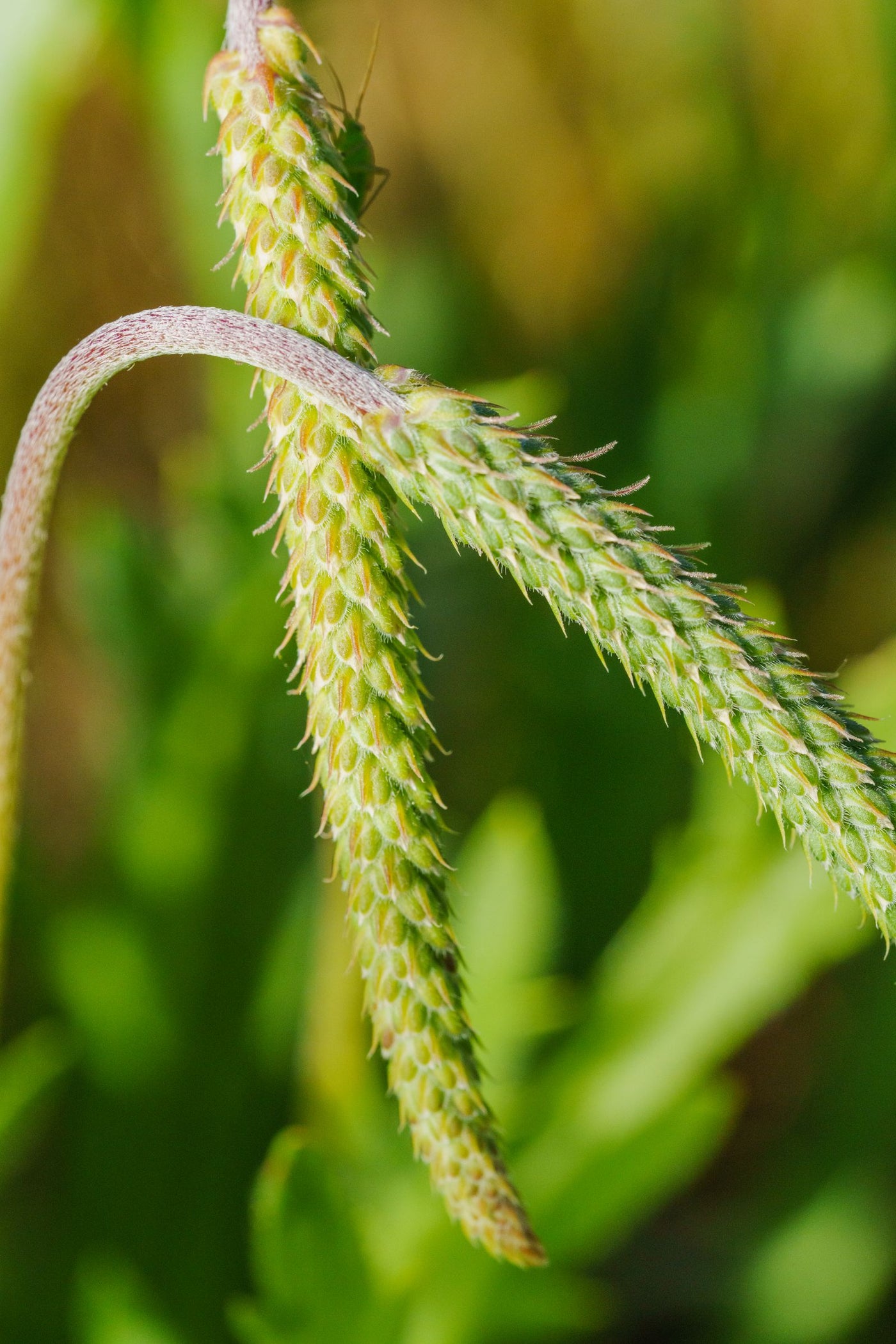 Kutki Benefits: What This Bitter Liver Herb Can and Can't Do