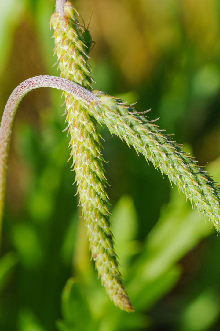 Kutki Benefits: What This Bitter Liver Herb Can and Can't Do