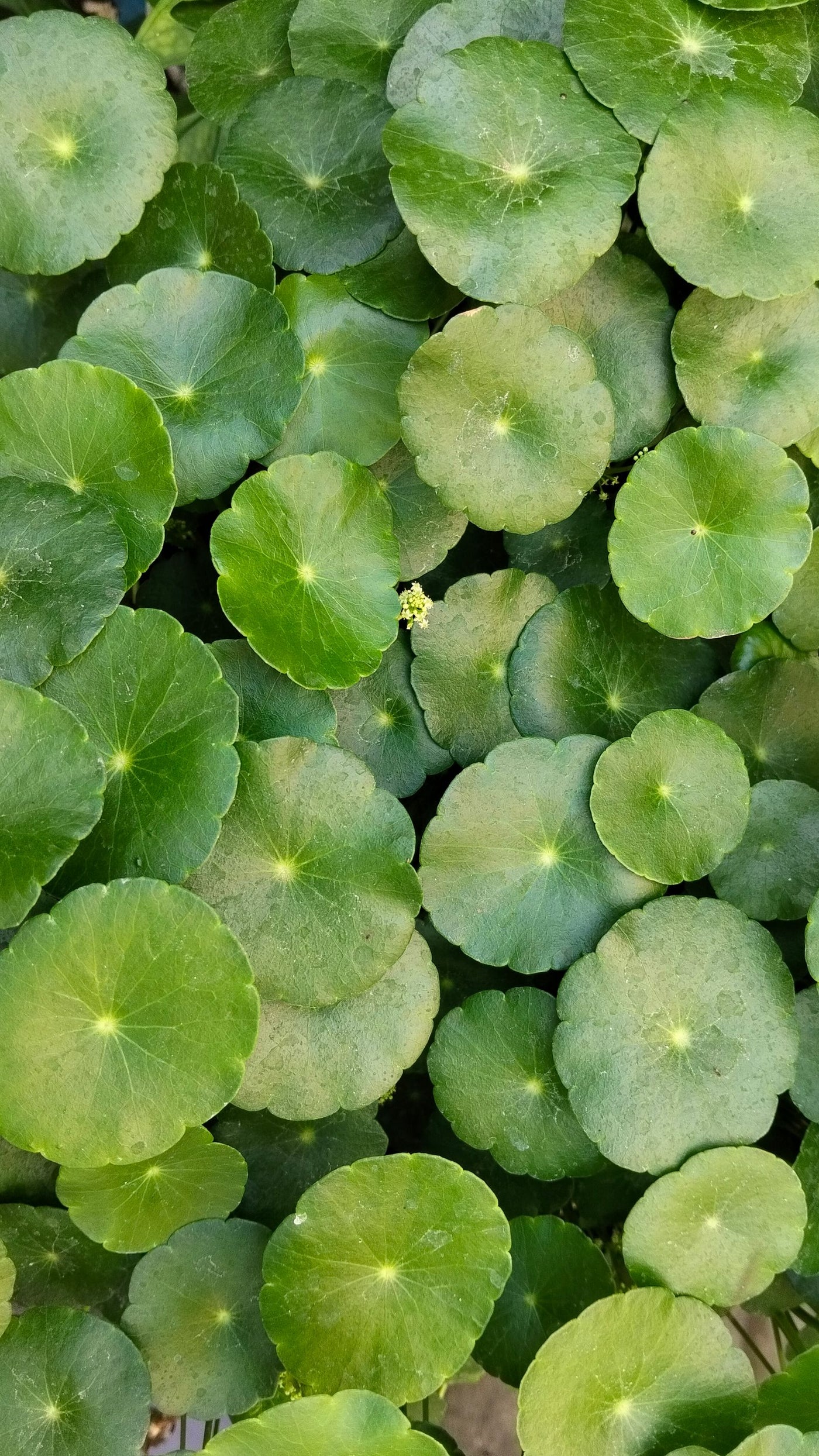 Brahmi for Memory & Stress: What the Evidence Shows
