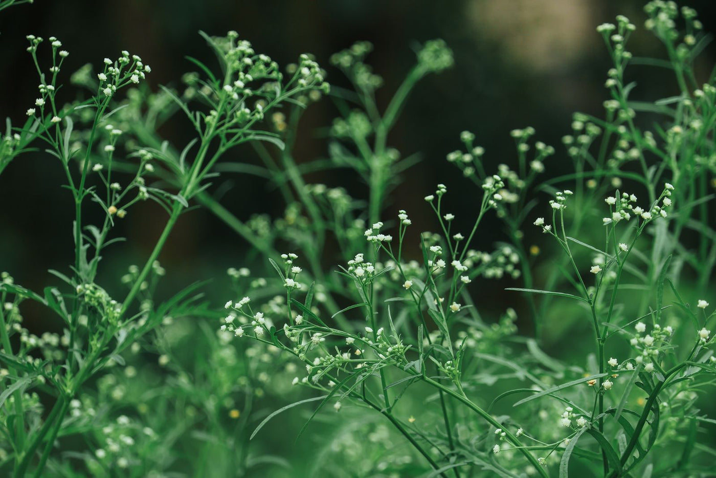 Kalmegh (Andrographis) Benefits, Uses and Side Effects