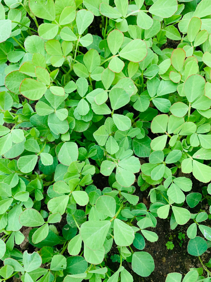 Methi (Fenugreek) for Breast Milk: What the Evidence Says
